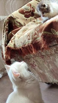 Эй, котик, слезай оттуда. #котята #кошки 4k