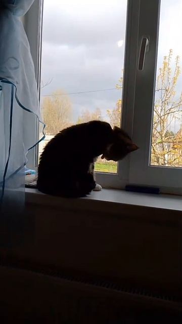VID-20250509-WA0024.mp4