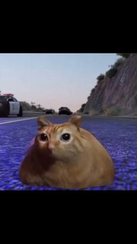 🐈🚨🚔