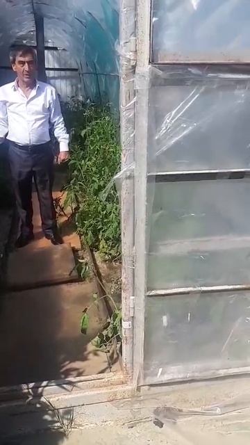 Теплица прикол