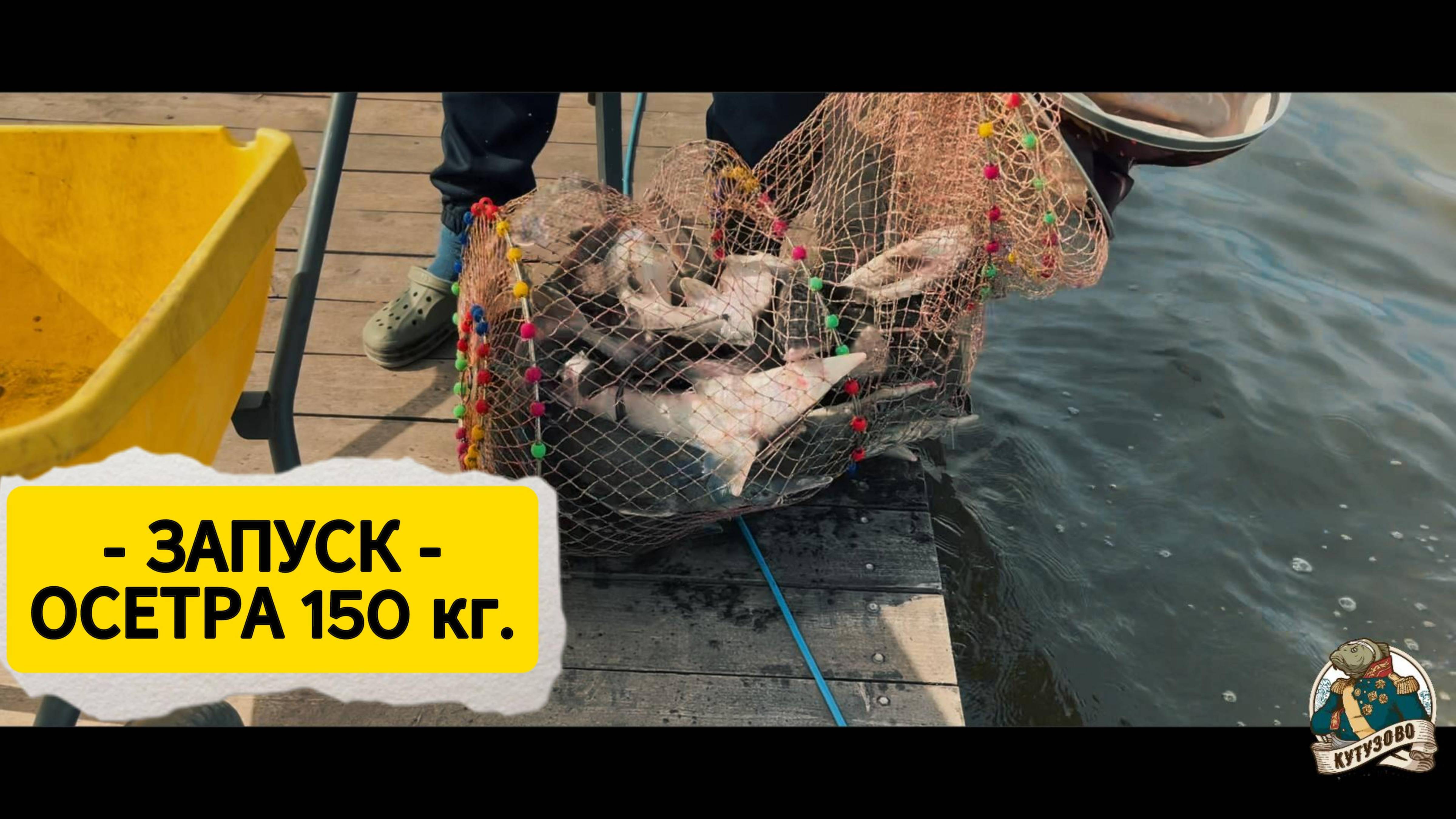 10.05.2025 запуск 150 кг осетра