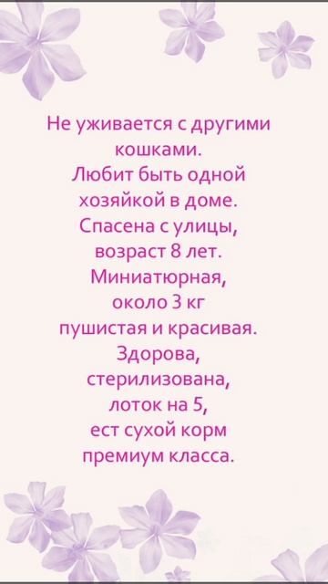 💖 Кошка Маруся ищет дом одним животным. 💖