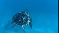 Экскурсия на Симиланские острова на Пхукете, это сказка!