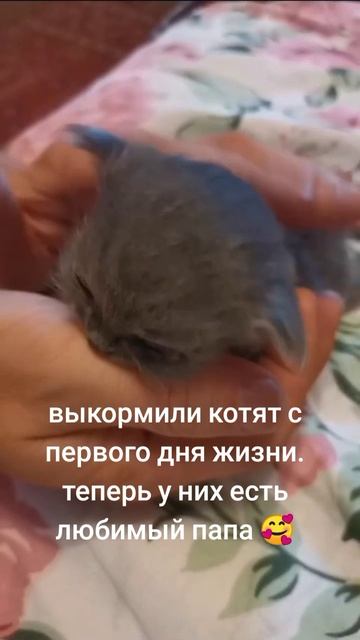 Наши#котики 😃