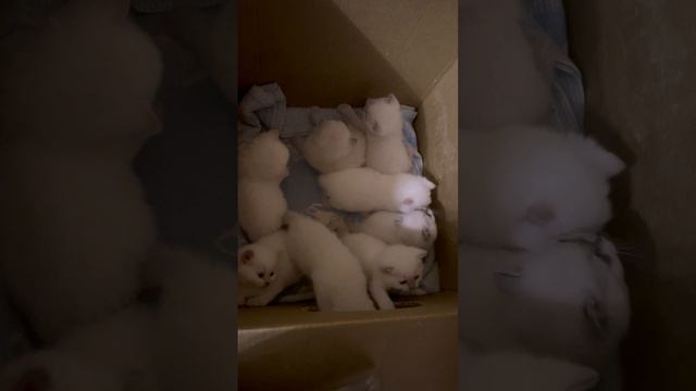 Счастливая жизнь 8 маленьких британских котят в одной коробочке