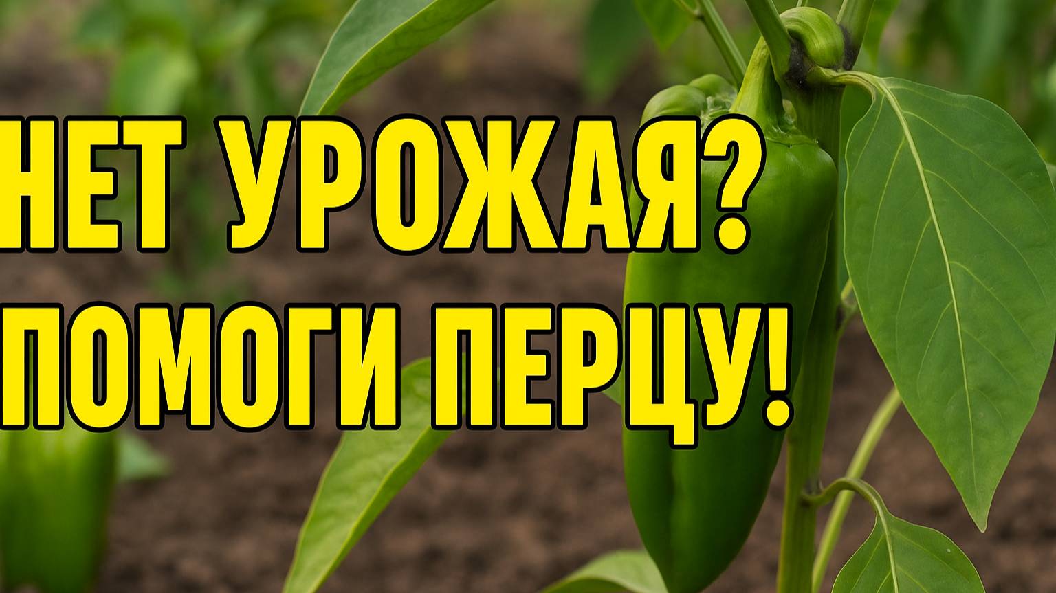 Твой перец не даёт урожай? Сделай вот так!