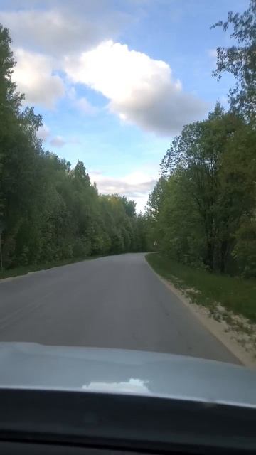 Едем среди леса