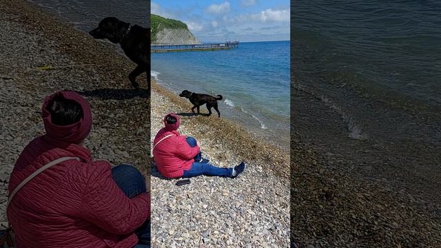 Чёрное море. Архипо-осиповка. Весна. Умный пёс 🐕.  Абсолютно посторонний. Заигрывает со всеми.