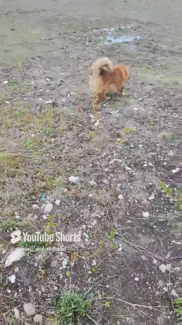 хитропопая красотка на прогулке