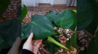 Монстера | купить Казань