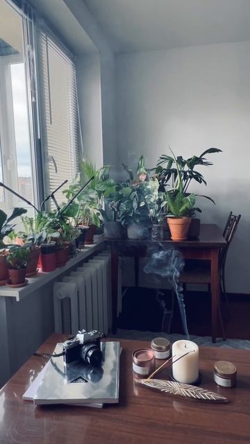 Комнатные растения. Шум грозы.
