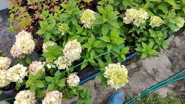 Гортензии серии ПАН, обзор сортов🌸22.08.2024