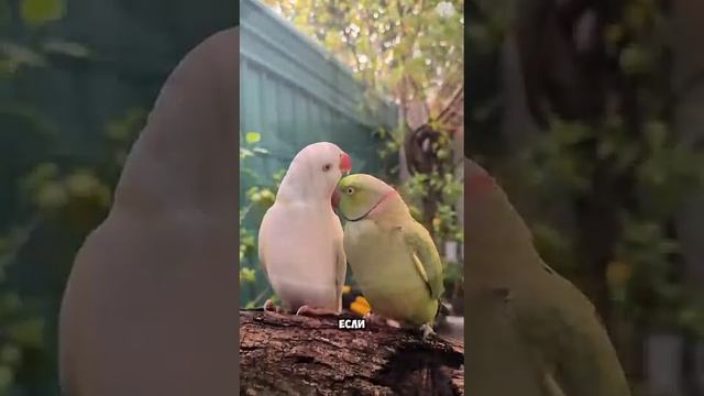 Попугай 16 ч.99 #ржакадосліз #animals #крінж #смех #відеодня #memes #parrot