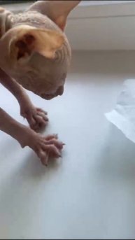 1000067736.mp4