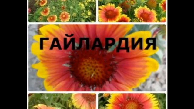 Ленивый цветник. Неприхотливые многолетники.