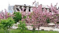 На улице Петербургской в Казани цветут яблони