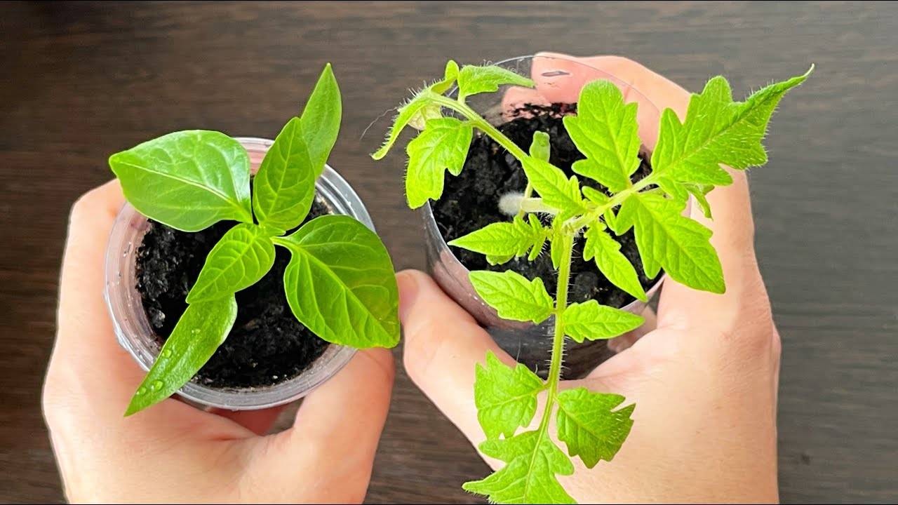 🌱 РАССАДА НИКОГДА НЕ БУДЕТ ВЫТЯГИВАТЬСЯ! СДЕЛАЙТЕ ТАК ДЛЯ ПОЛУЧЕНИЯ ЖИРНОЙ, КРЕПКОЙ РАССАДЫ!