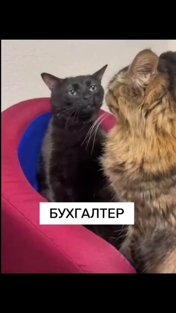 Самая дешевая система налогообложения⤵️