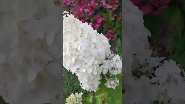 гортензия без названия