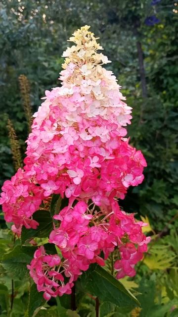 Гортензия "с капризами" #дача #сад #flowers #цветы