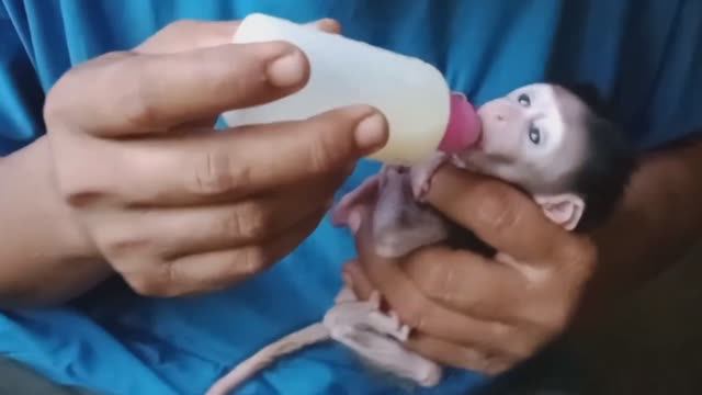 Обезьянка брошенка живёт в приюте Начала сосать соску Ползает по рукам