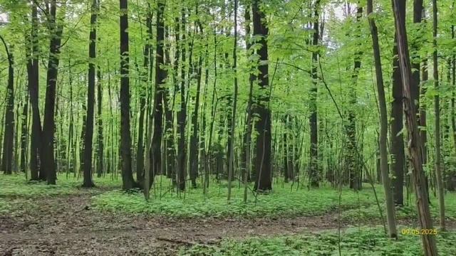 Битцевский лес 09.05.2025