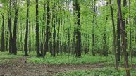 Битцевский лес 09.05.2025