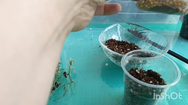 Пересадка дисхидии Русифолии Миллион сердец из пропанта