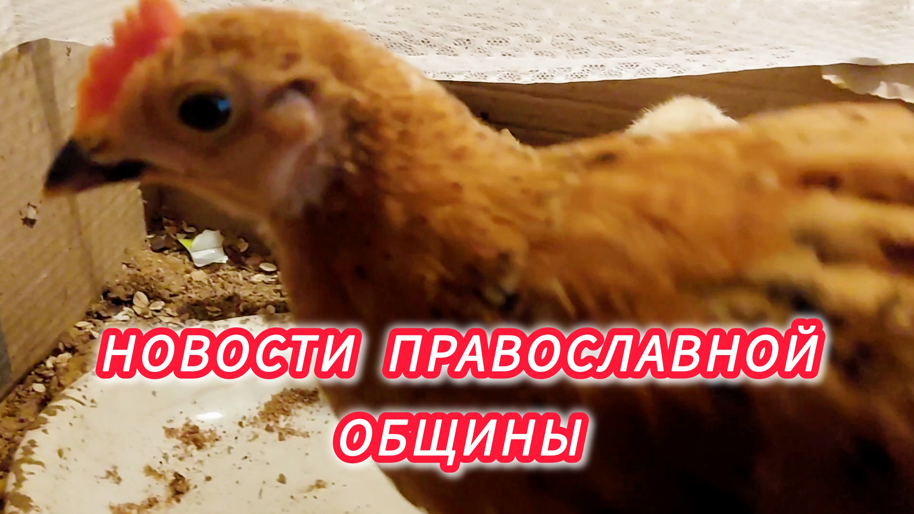 Православная Община. Новости.