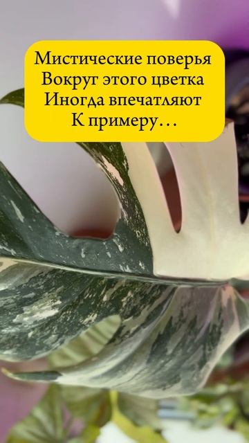 Монстера Альба, приметы, суеверия и уход за ними #relaxing