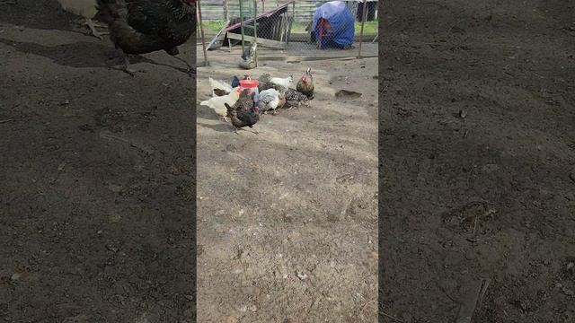 Праздник не повод для отдыха☝ С утра пораньше кормим курочек🐔