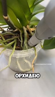 Как нарастить ЖИРНЫЕ и МОЩНЫЕ КОРНИ у ОРХИДЕИ