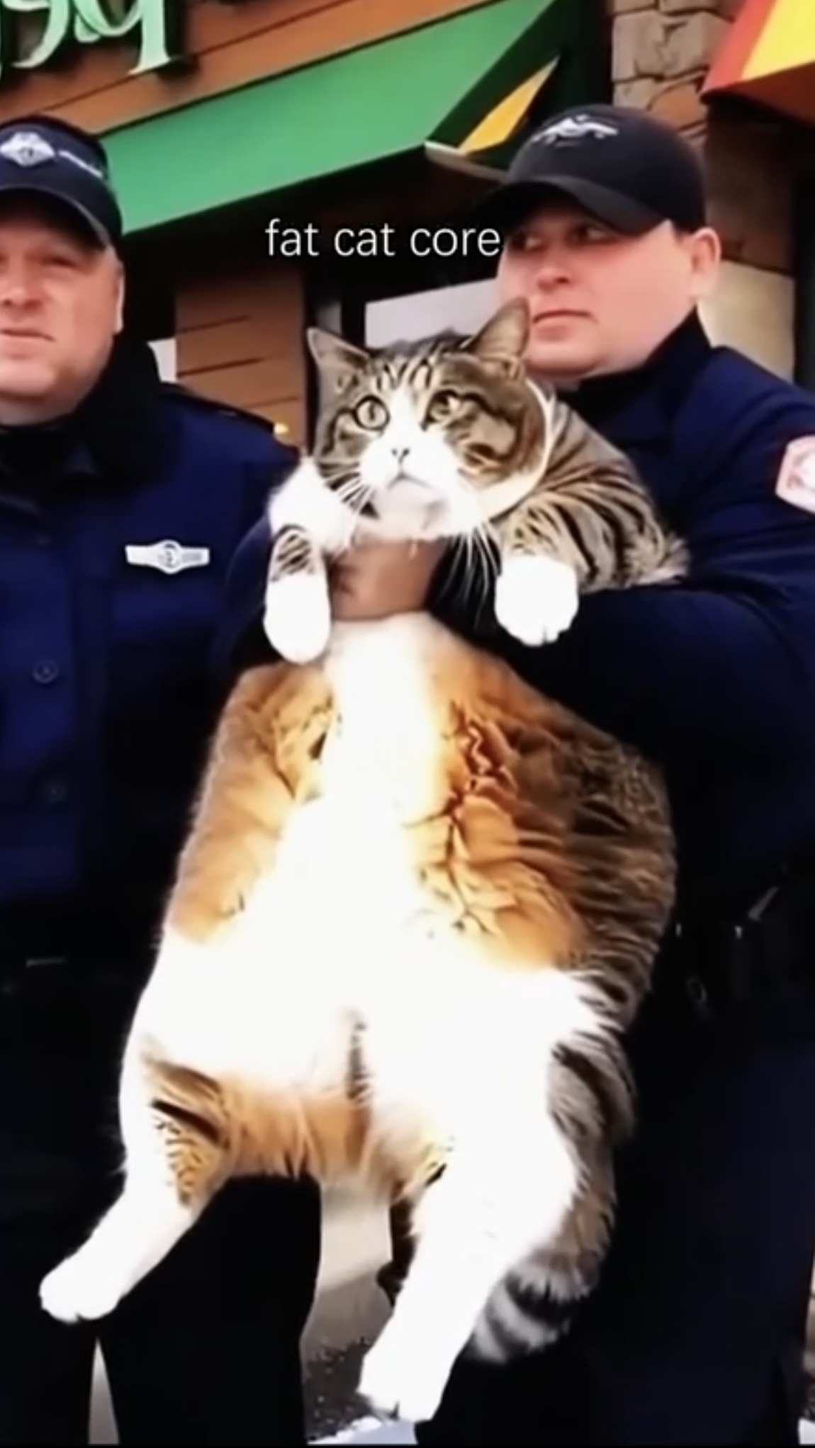 Коты после майских...