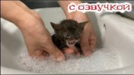 Приколы с котами! -- С ОЗВУЧКОЙ!!! САМЫЕ смешные видео с котами и КОШКАМИ! Смешные животные!