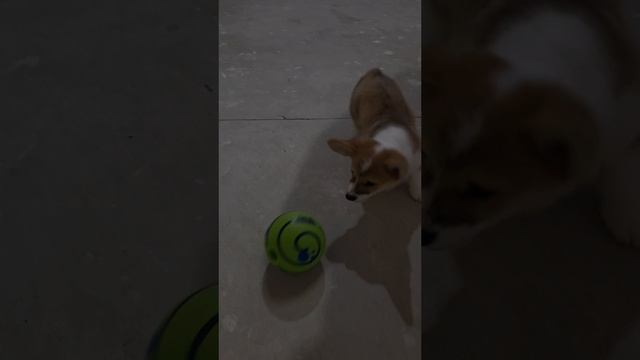 Купили КЛАССНЫЙ мяч для Марти!