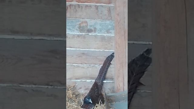 Фазанка румынского фазана несёт яйцо