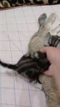 Сонька и Котята