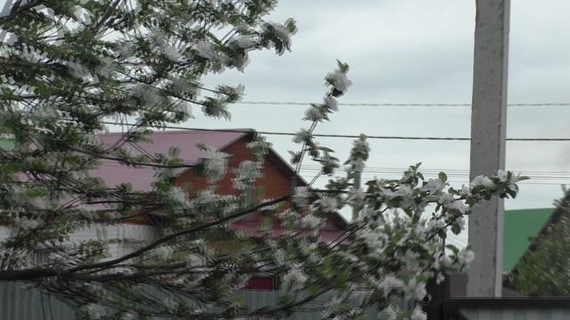 Яблоня Отцветает От 10 05 2025 Года.