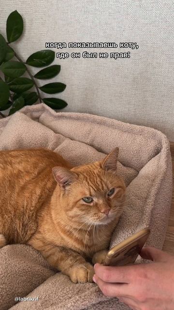 Котики всегда правы 🥹
