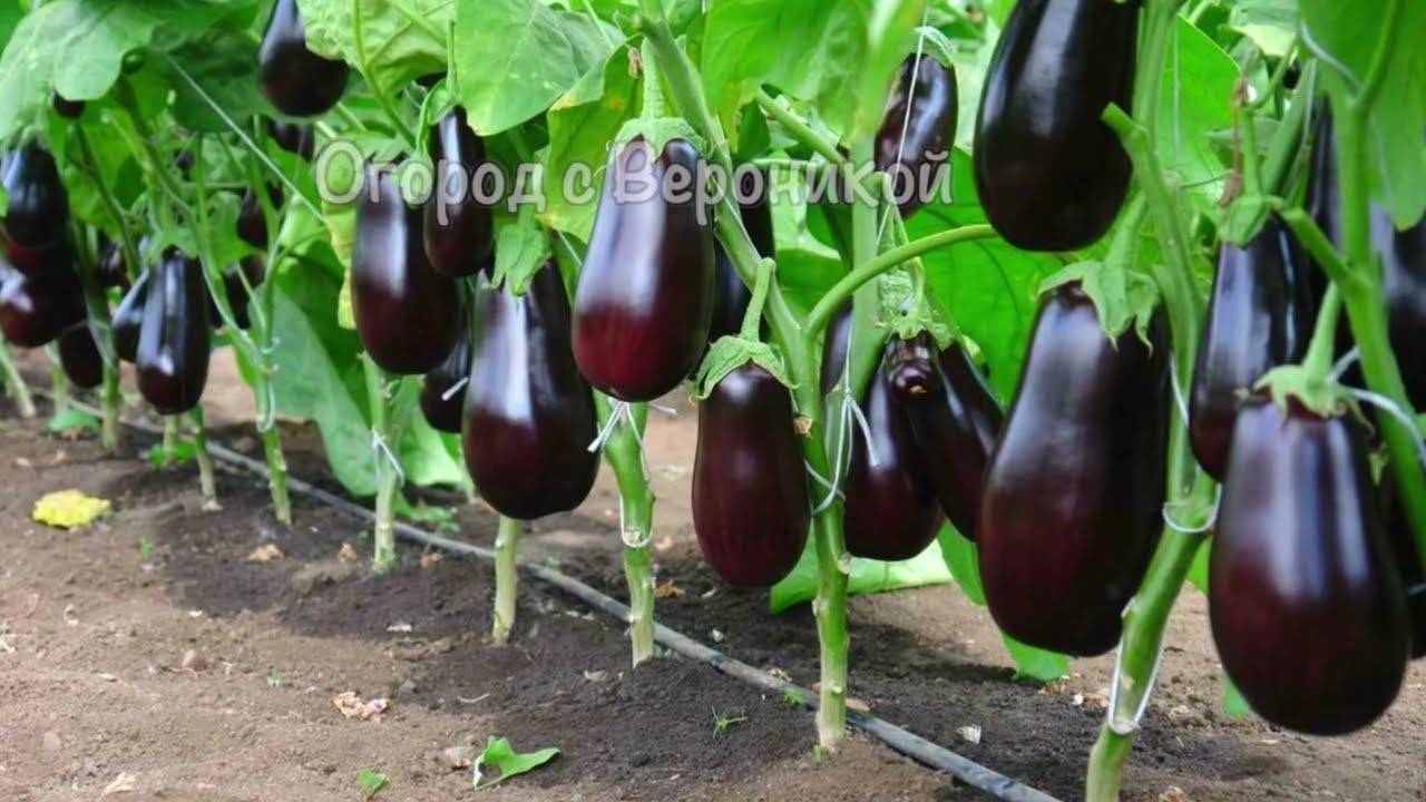 🍆 БАКЛАЖАНЫ СЕЮ ТОЛЬКО ТАК! КАЖДЫЙ ГОД СТАБИЛЬНЫЙ УРОЖАЙ, КАК ИЗ ТЕПЛИЦЫ! 🌿