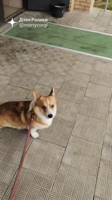 Марти не хочет идти гулять после груминга⛈️ #коржмар?