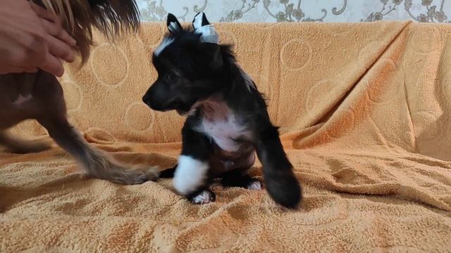 Мальчик китайской хохлатой собаки