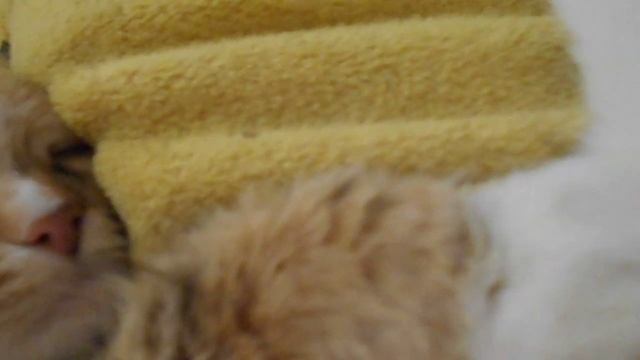 Вырасти солнце в своих ладонях! Корми его светом своей доброты:) Кошка Подушка.