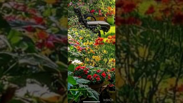 # 50  Бог не есть Бог беспорядка, а мира.   1 Кор14:33