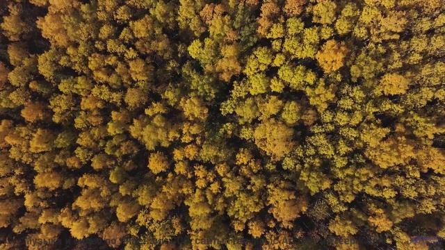 Вы не видели Землю такой, пока не услышали этот трек! - Dreamaholic -- Taylor Poe -- 10 Million Babi