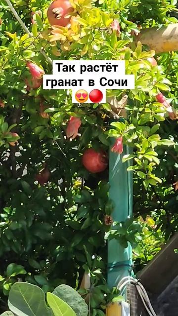 Так растёт гранат в Сочи #сочи2024 #адлер2024 #сириус2024