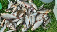 🔥 МОЙ ПЕРВЫЙ УЛОВ 2025: ОКУНЬ, КРАСНОПЁРКА И ЩУКА! 🎣 | Рыбалка с нуля