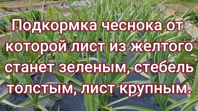 ЧЕСНОК РАСТЁТ КАК НА ДРОЖЖАХ! Секретная подкормка от пожелтения листьев и хиленьких стеблей 🚀