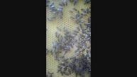 ужасы на пасеке Ужакина Игоря - расширение пчел, постановка вощины при похолодании, 10.05.2025