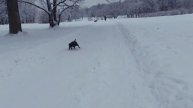Аусси на прогулке зимой